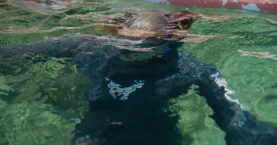 A woman wearing a diving suit and mask is submerging beneath the water during the day