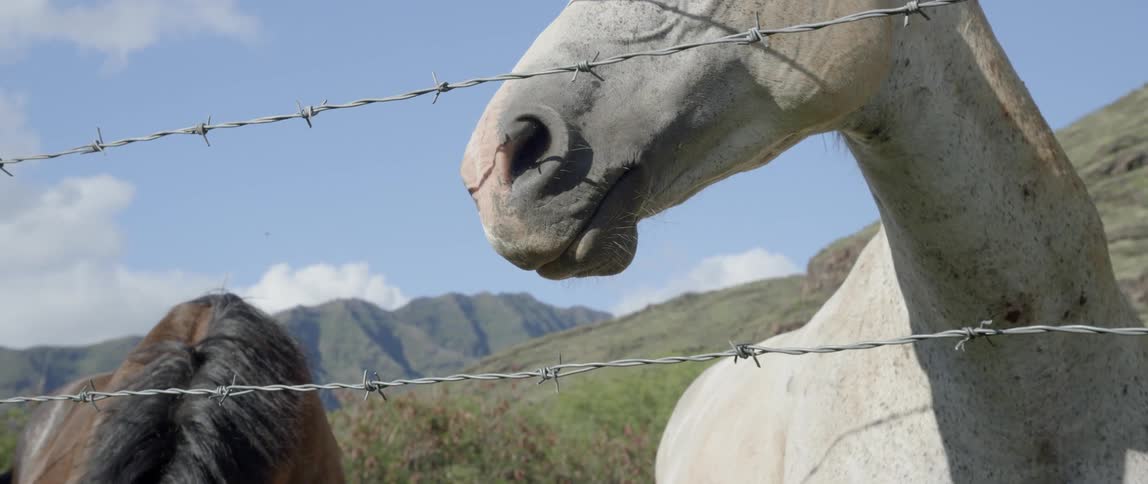Horses are near a wire fence on a sunny day