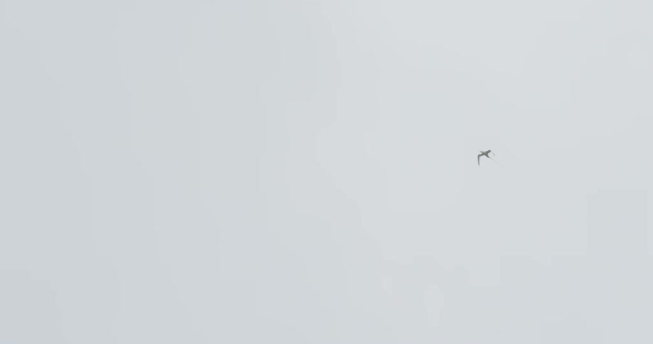 A bird flies across the sky