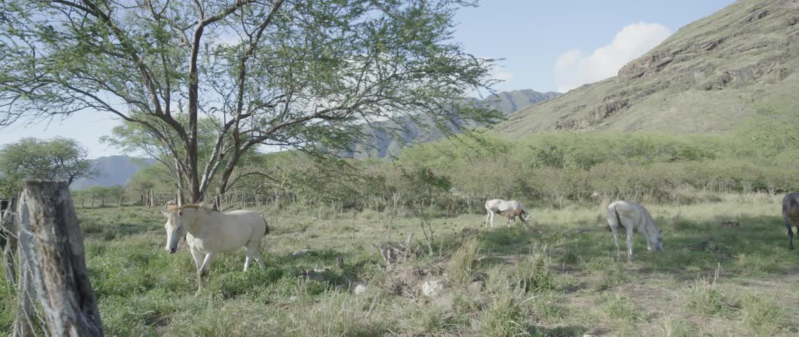 Horses graze and walk near a tree