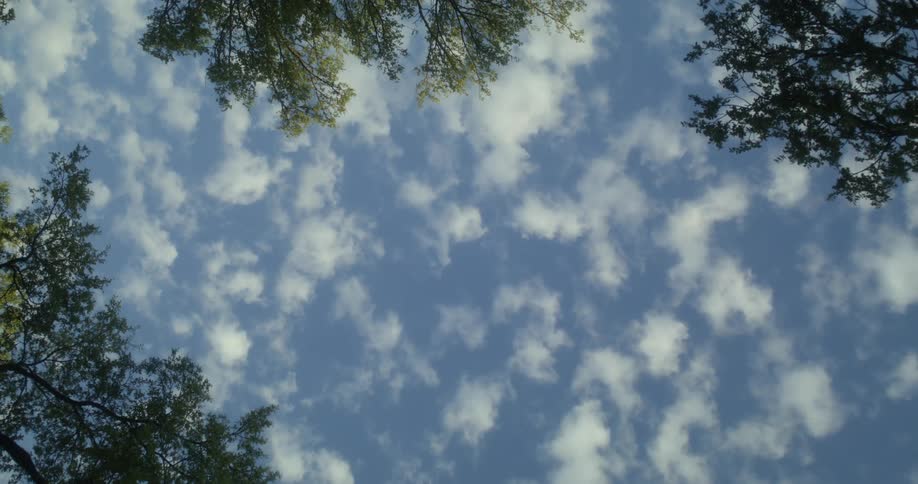 Trees with leaves and branches with the sky and clouds above