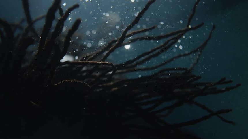 Man with braided hair goes underwater