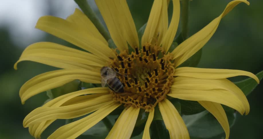 A bee in the center of a yellow flower flies away