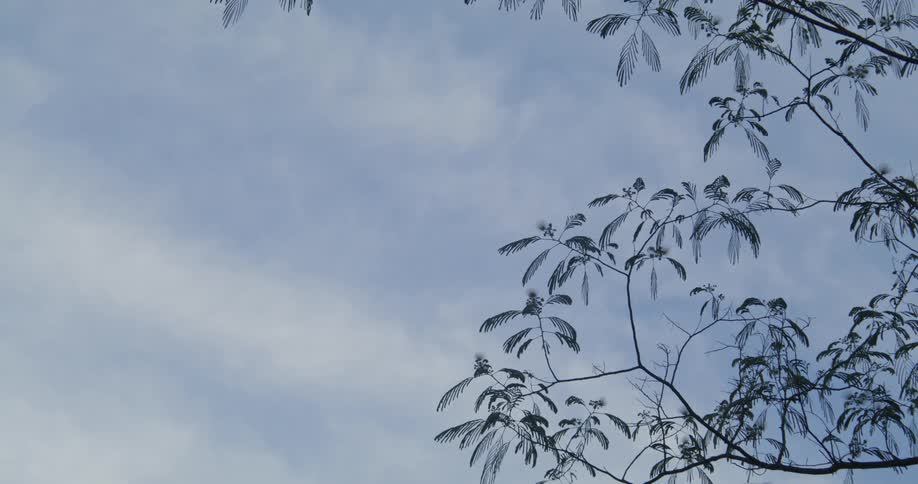 Bugs are flying back and forth above tree branches on a cloudy day
