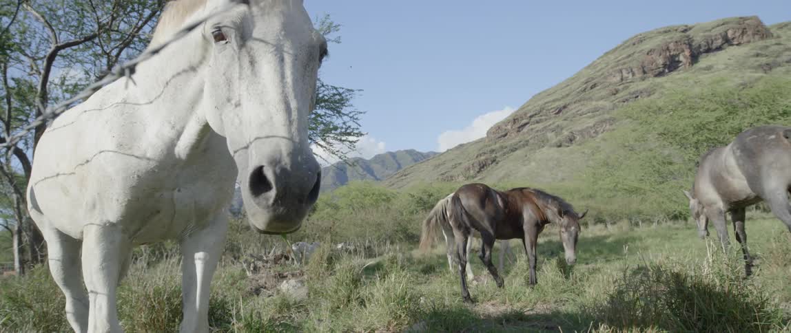 A group of horses in a field