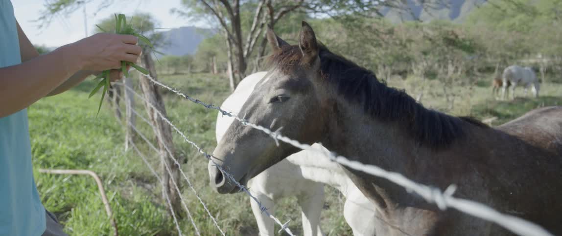 A person feeds grass to a brown horse