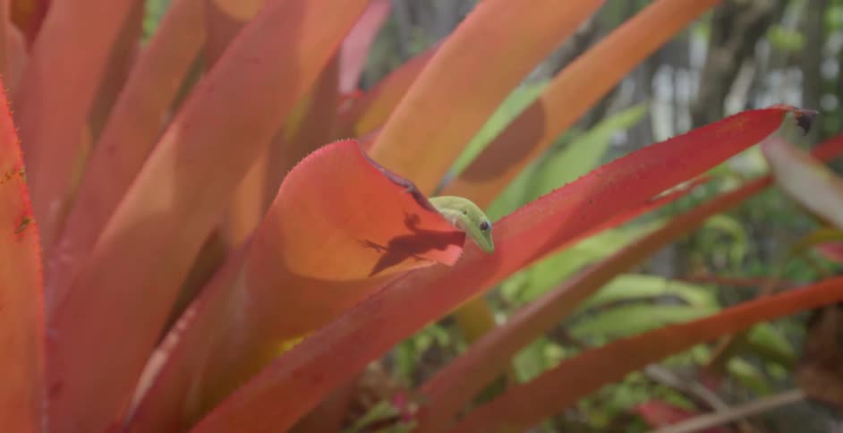 A lizard sits on a red plant leaf