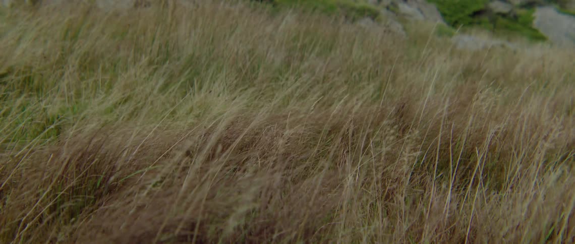 Wild grass sways in the strong wind