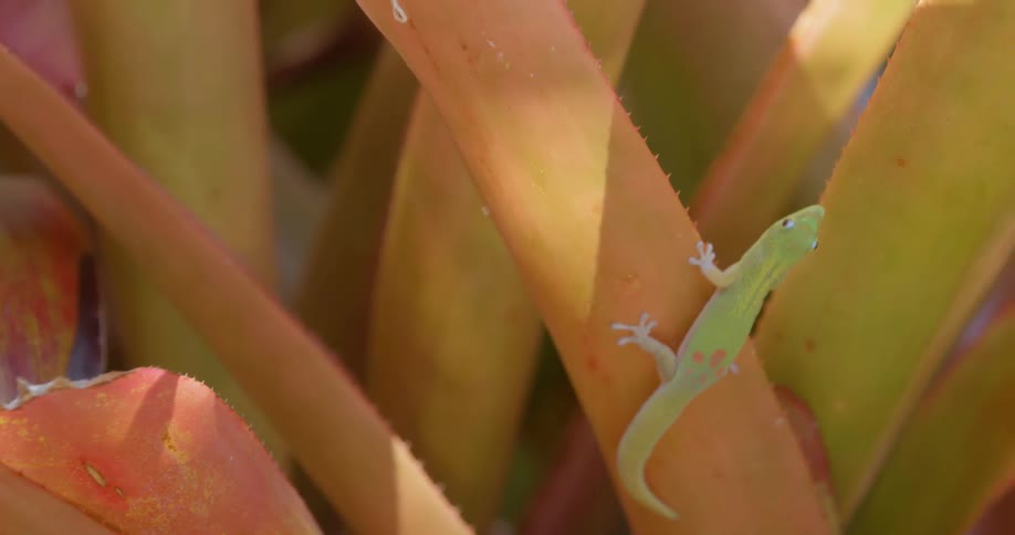 A green lizard crawls over an orange leaf