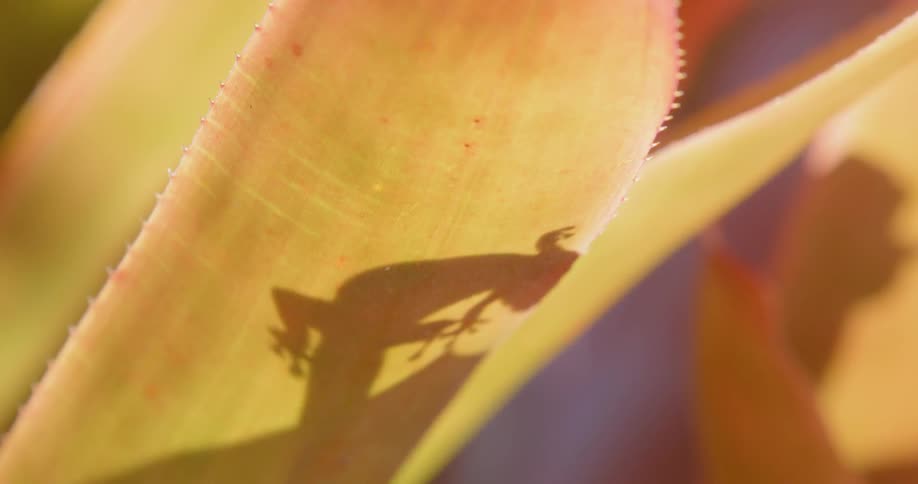 Close up of a salamander on a plant