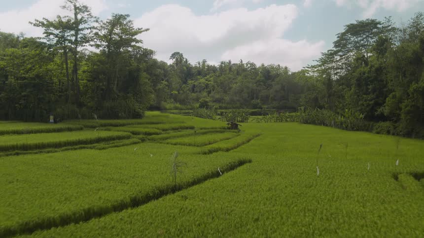 Aerial shot of a grassy field by a rainforest