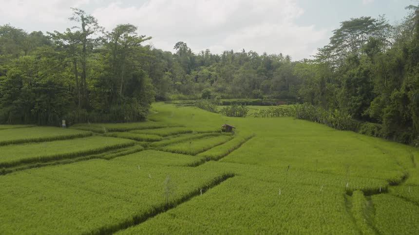 Layers of lush green crops surrounded by forest on cloudy day