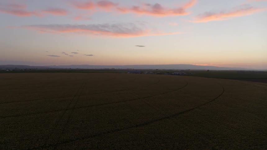 A field of mature and ripe sweet corn is ready for harvest under a beautiful painted sky