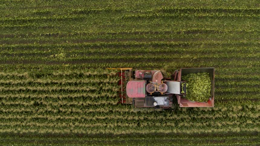 Birds eye view of corn being harvested