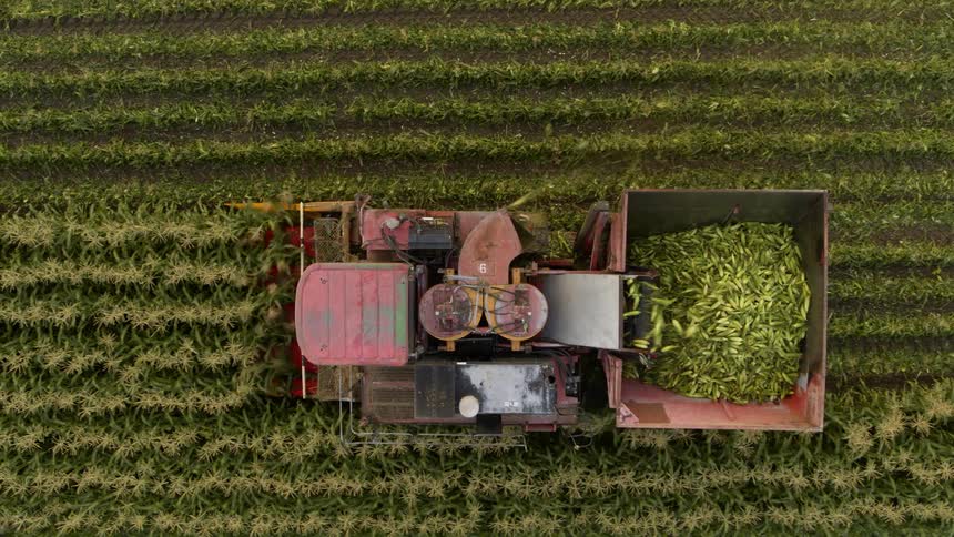 Following parallel with a combine harvesting corn from directly above