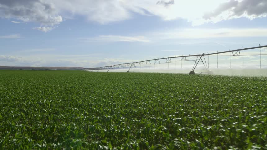 Corn plant seedlings are irrigated by a large sprinkler on beautiful open farmland