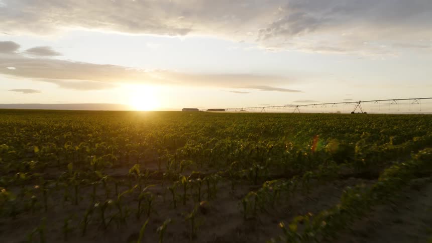 Descending pullback over rows of young corn plants as the sun sets behind farm buildings in the distance