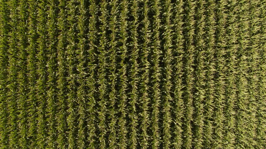 Looking down at parallel rows of tall corn stalks growing in full sunshine