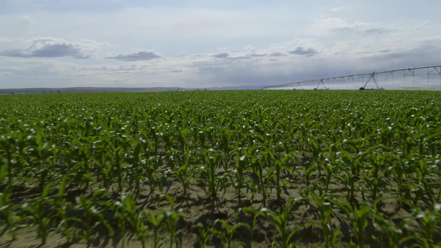 Skimming just above a crop of young corn plants growing on farmland