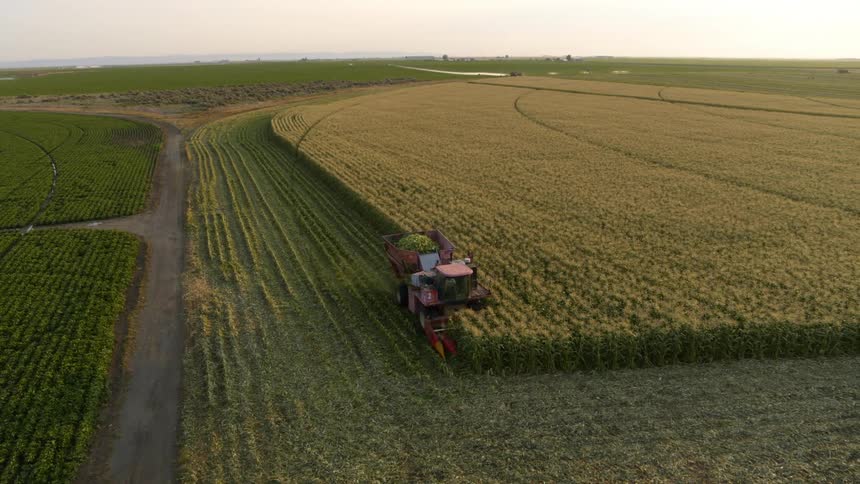 A harvester finishes working through a row of corn