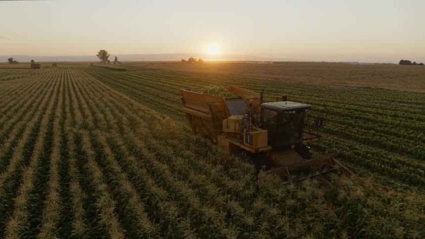 Low close up of a combine harvesting rows of sweet corn as the sun glows on the horizon