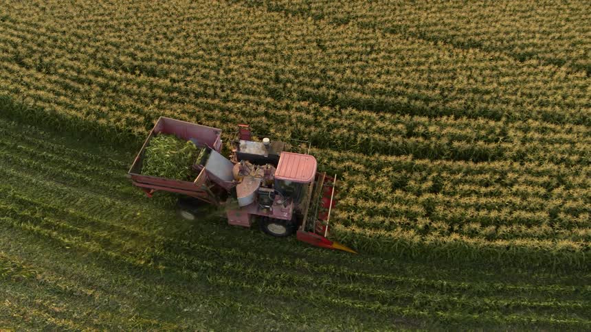 A red combine harvests rows of sweet corn bathed in soft morning light