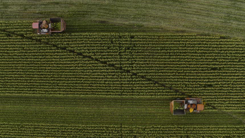 Top down view of two combines working across from each other while harvesting a field of corn