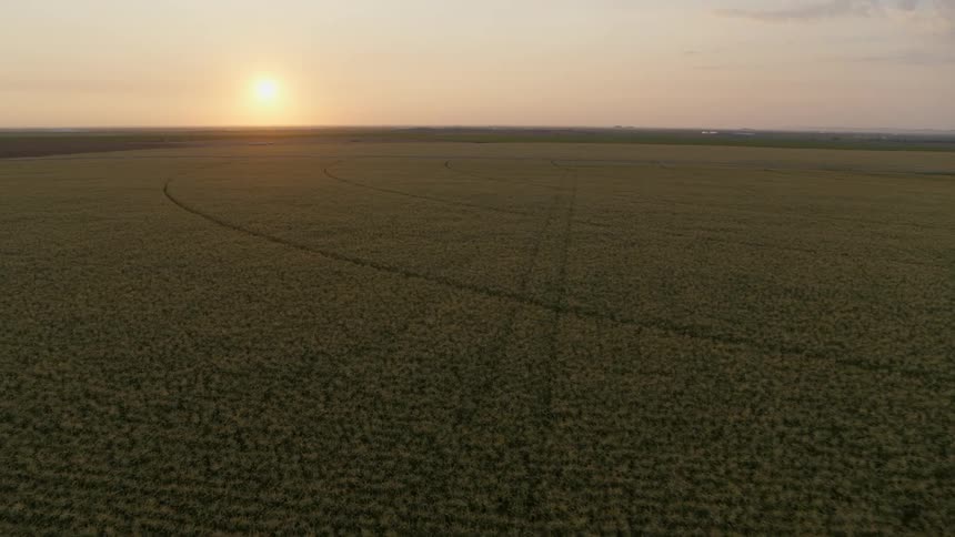 Descending over rows and rows of corn plants growing on a large field at sunrise