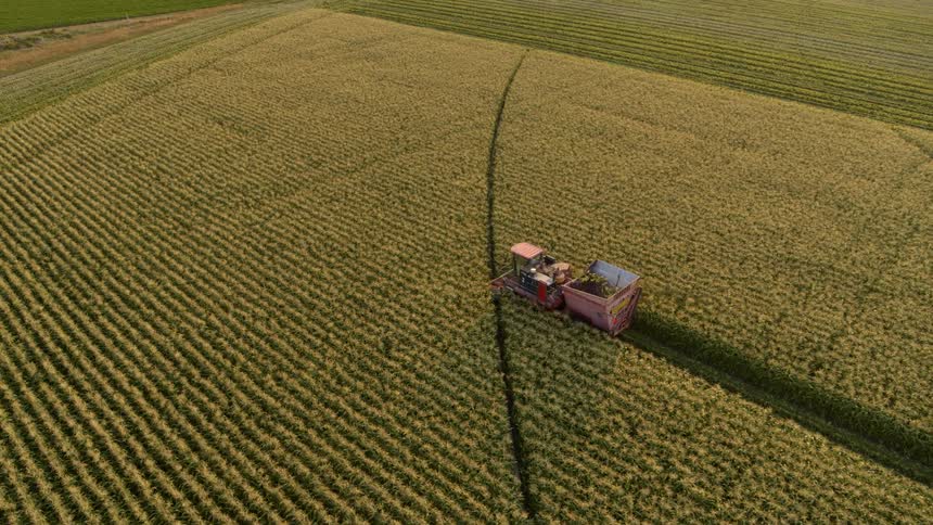 A combine cuts a perfect line through a lush green cornfield during harvest