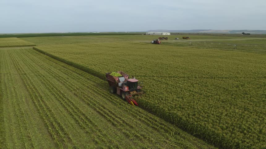 A combine works on an enormous farm field harvesting long rows of ripe sweet corn