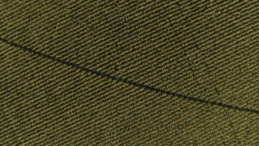 Birds eye ascent over perfectly spaced rows of corn growing on a farm field