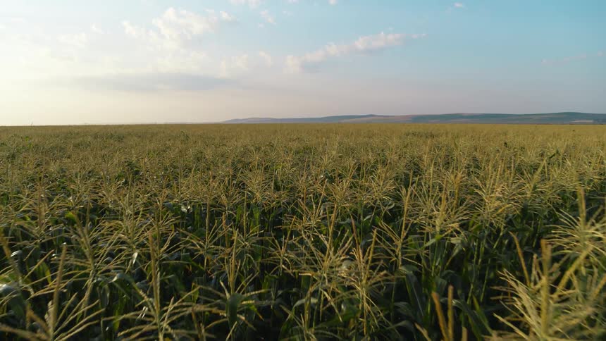 Skimming just above the tassles of perfectly ripe corn stalks ready for harvest under a beautiful painted sky