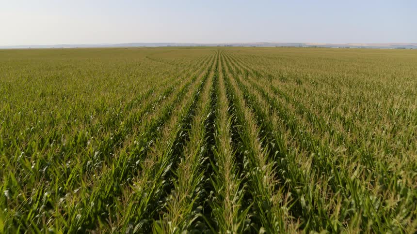Long rows of sweet corn strech to the horizon under blue skies