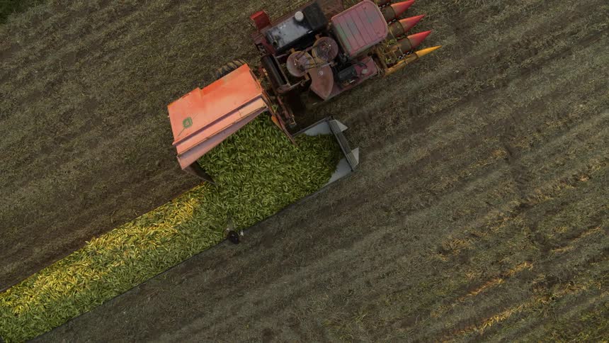 Freshly picked corn is offloaded into a trailer for transport and distribution