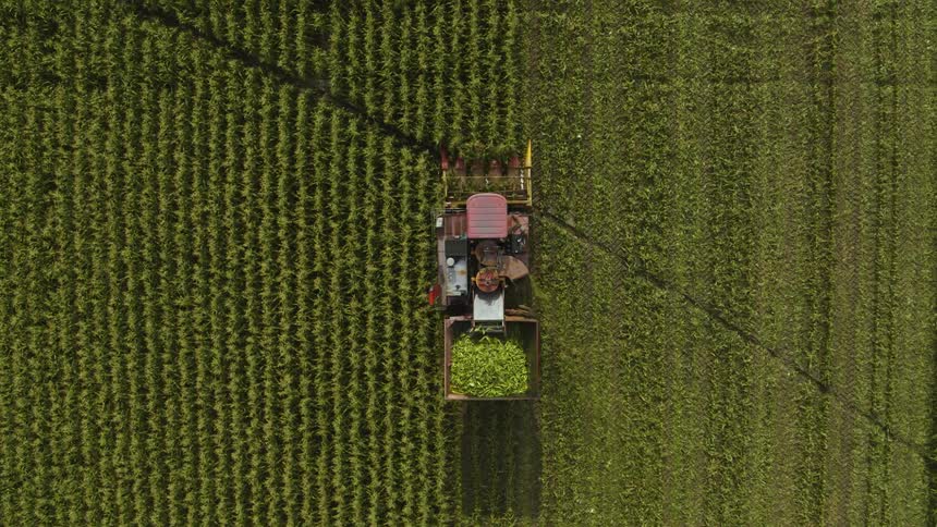Ears of freshly picked sweet corn enter the storage bin of a large combine harvester as it works along a farm field