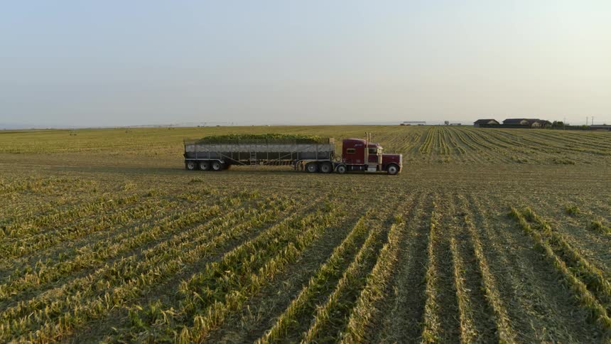 A semi truck hauls a trailer of freshly picked corn from the field