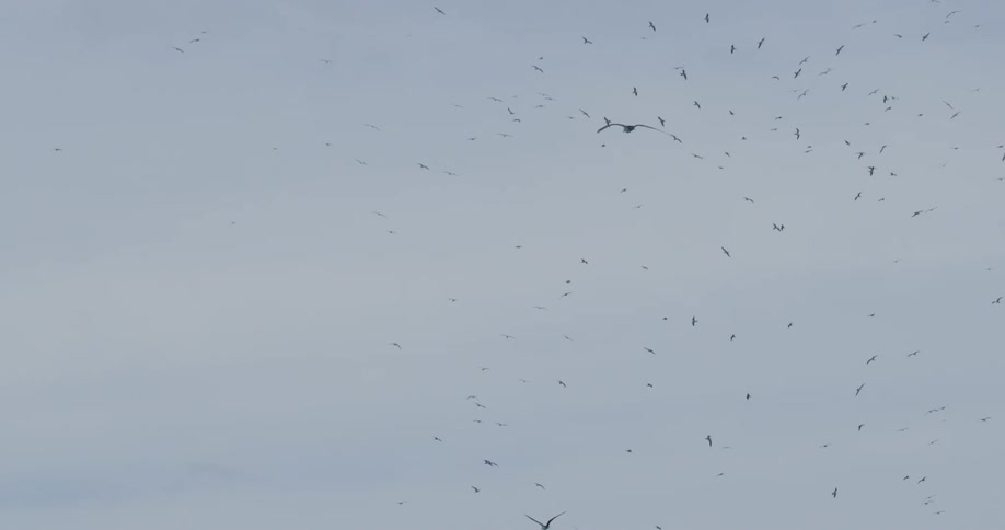 Flock of birds flying in the sky