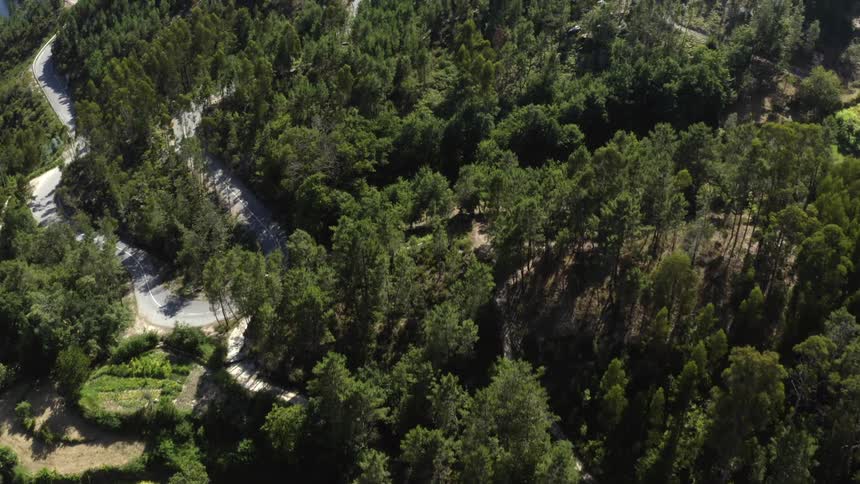 Aerial view of cars traveling on a winding forest road