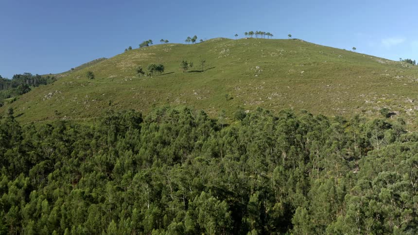 Grass covered hill with trees on top of the hill and a forest below