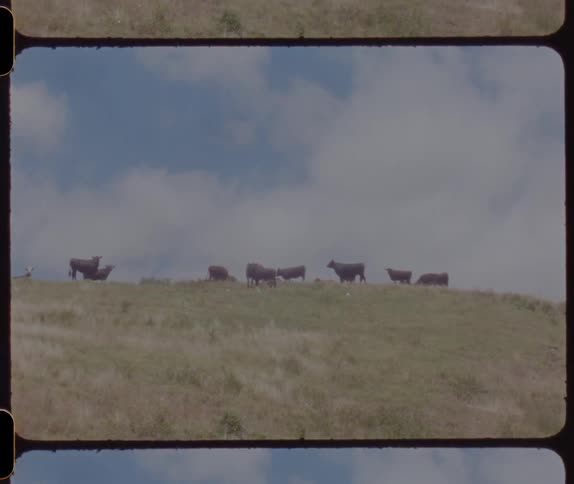 A group of cattle outdoors on a hill