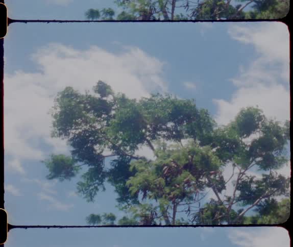 The wind is blowing tree leaves and branches under a cloudy sky
