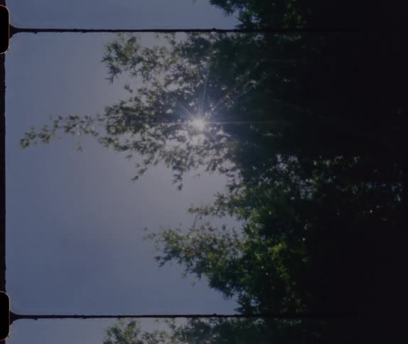 The sun shines and glares through tree branches