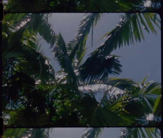 The sunny sky is filled with trees