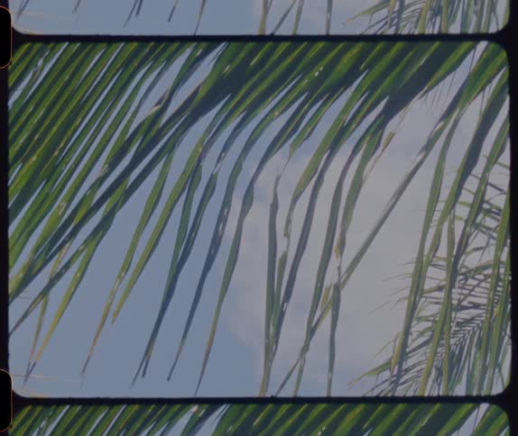 Palm leaves moving in the breeze