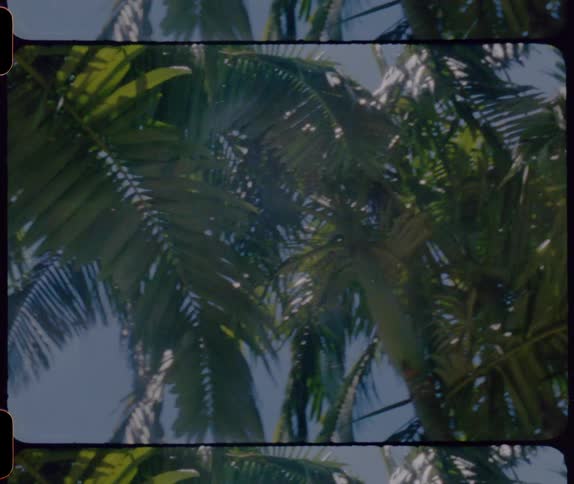Film footage of the sun shining down on palm trees