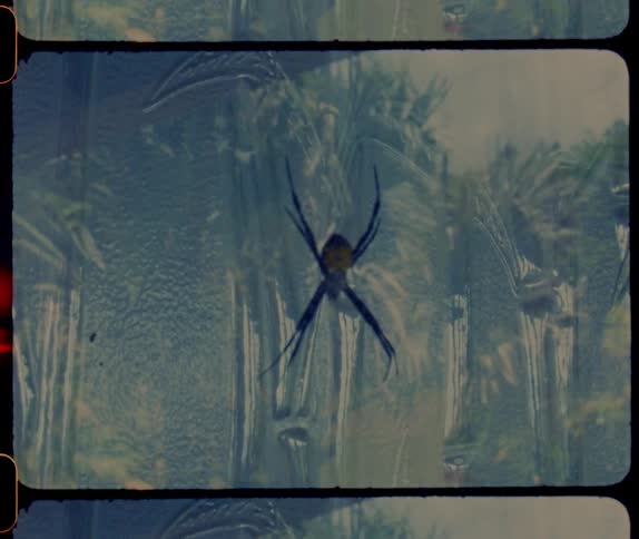 A view of a large spider outdoors