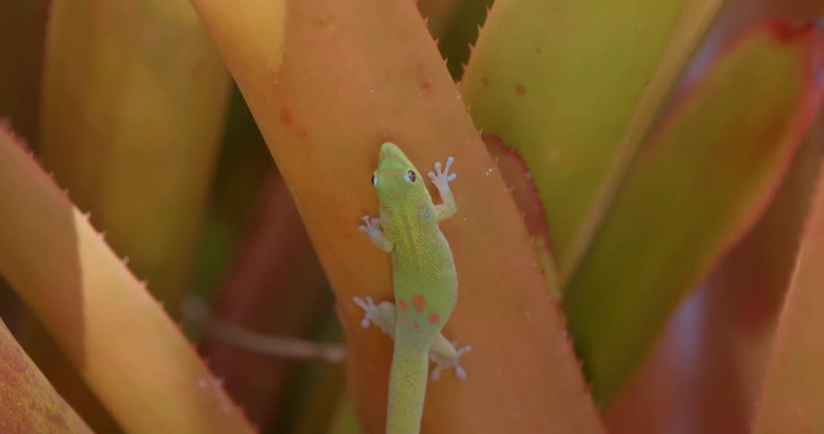 A lizard crawls up an orange plant
