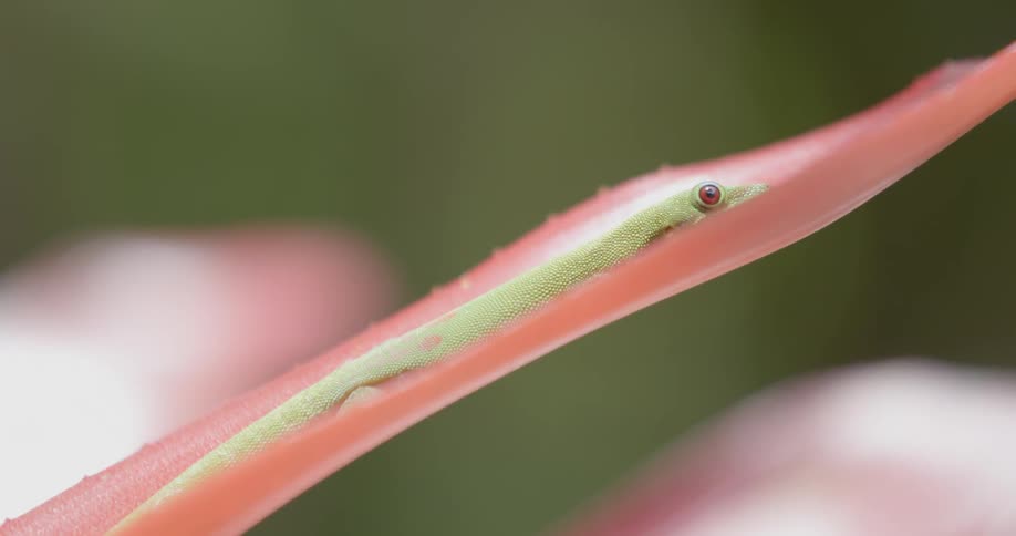 A salamander is laying on a plant leaf