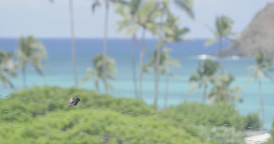 A bird perches on a telephone wire and flies off