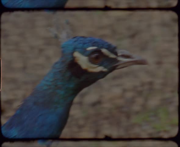 A blue peacock pecks it head as it walks in a field